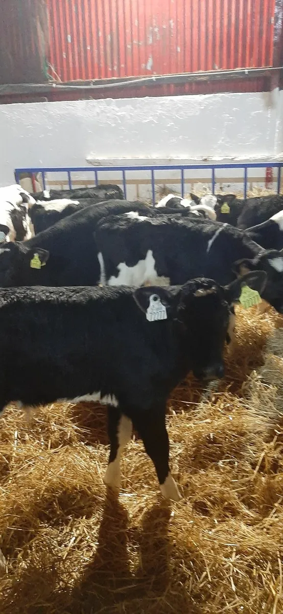 strong fr bull calves - Image 2