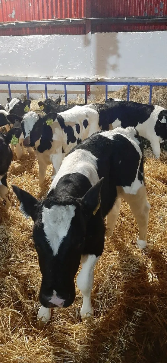 strong fr bull calves - Image 4