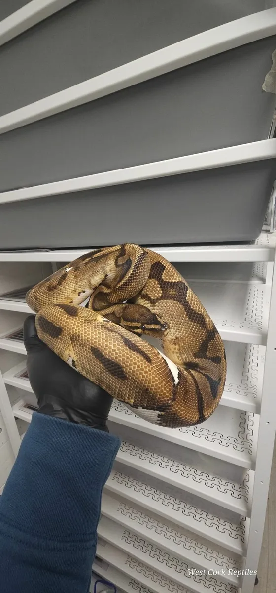 Ball python with vivarium - Image 1