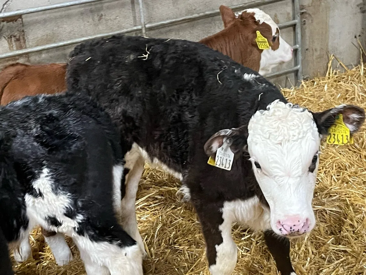 STRONG AA & HE BULL CALVES - Image 1