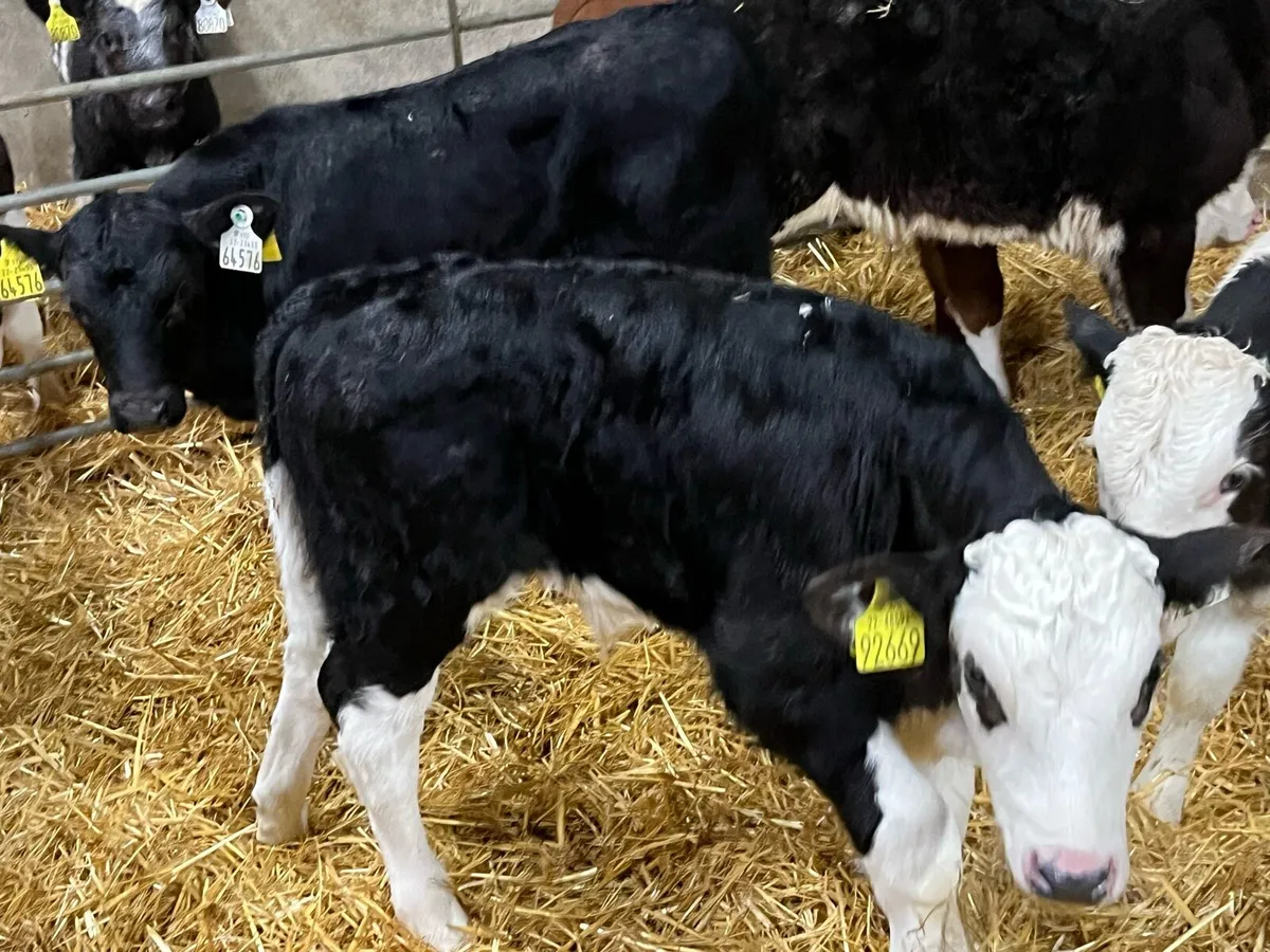 STRONG AA & HE BULL CALVES - Image 2