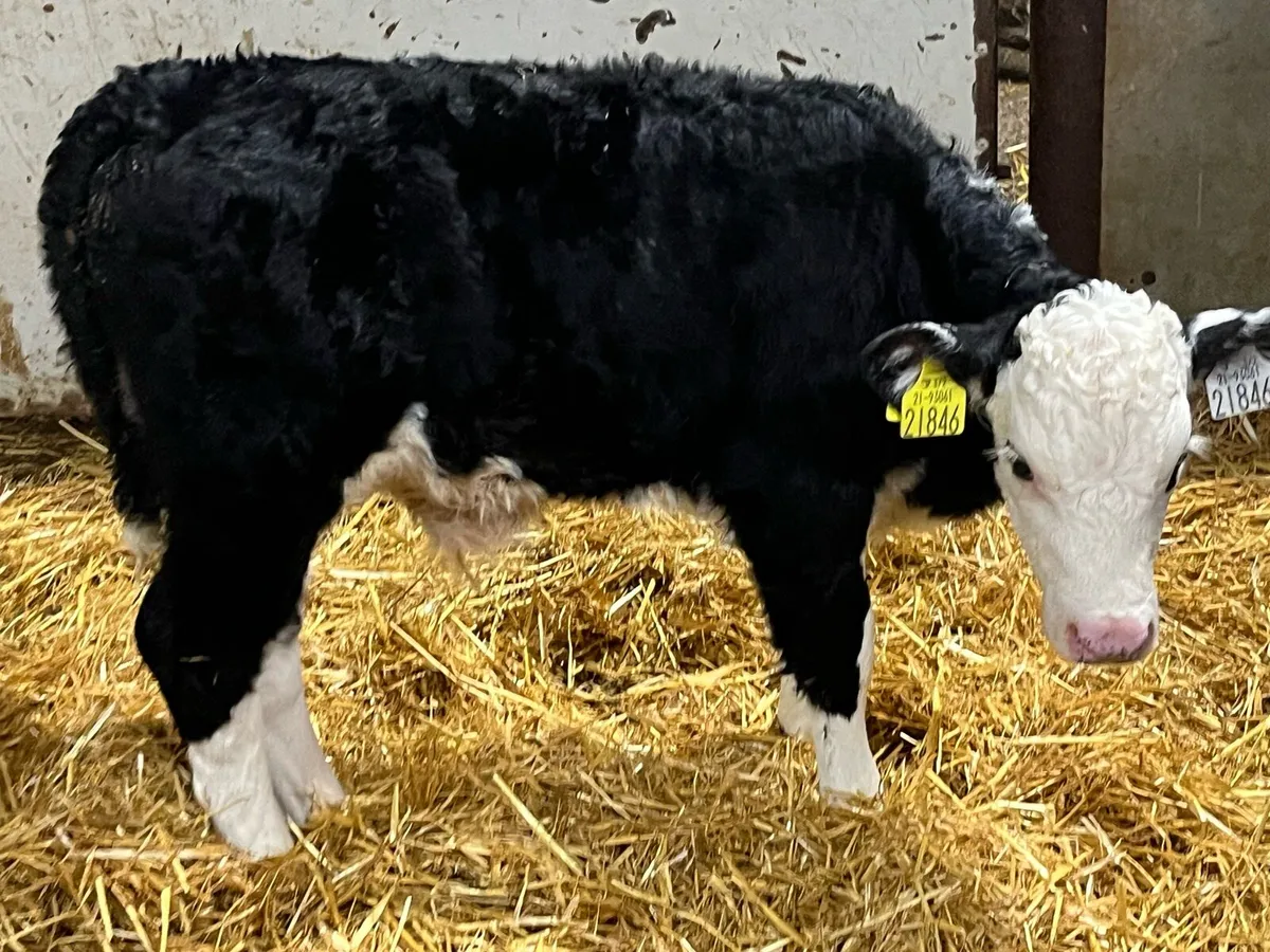 STRONG AA & HE BULL CALVES - Image 3