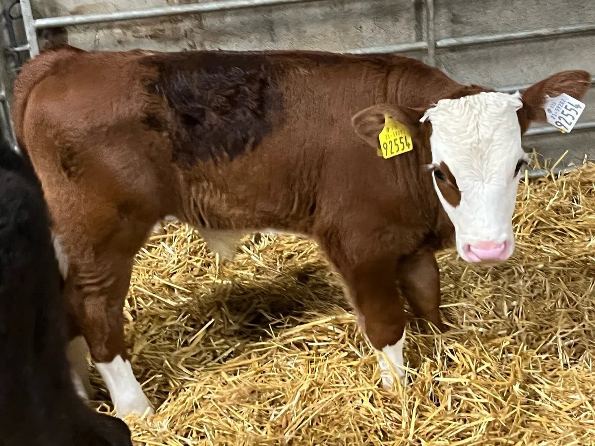 STRONG AA & HE BULL CALVES - Image 4