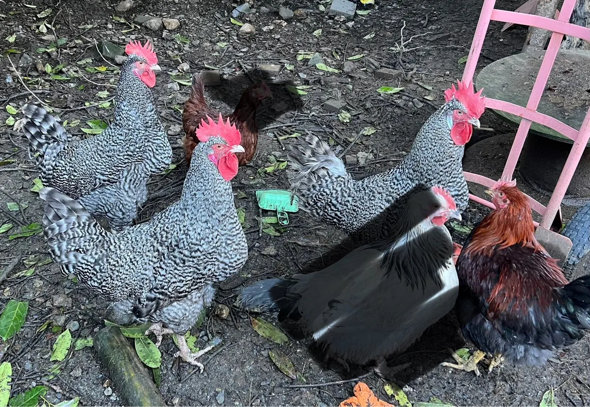 Purebred Maran & Welsummer Roosters - Image 2
