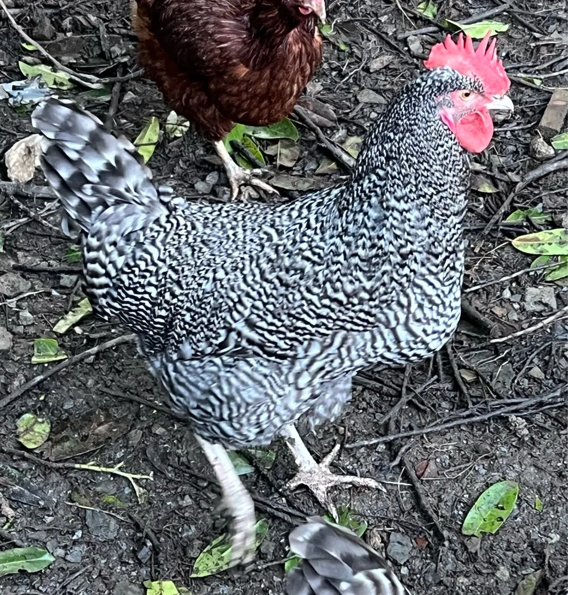 Purebred Maran & Welsummer Roosters - Image 3
