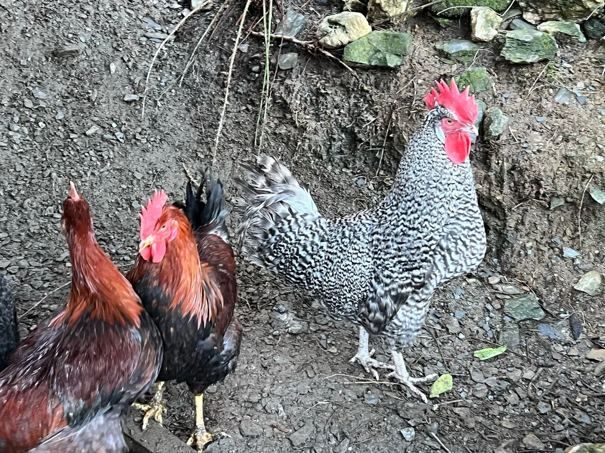 Purebred Maran & Welsummer Roosters - Image 1