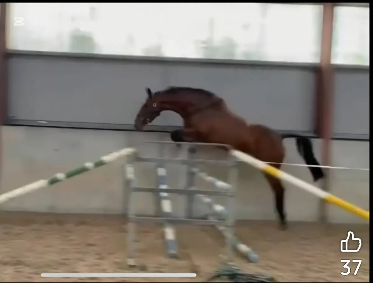 4 year old mare - Image 3