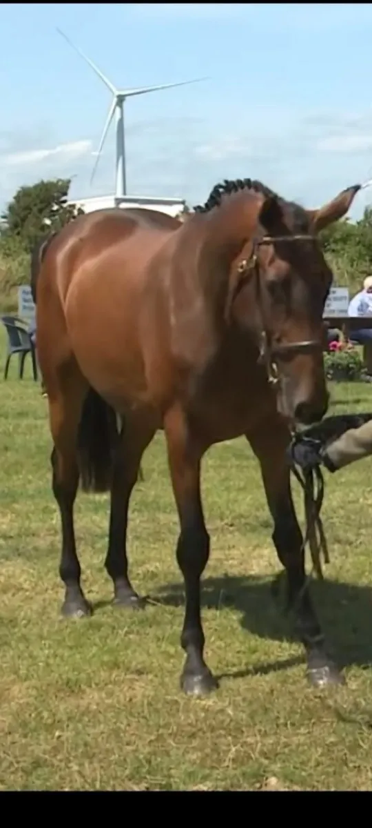 4 year old mare - Image 1