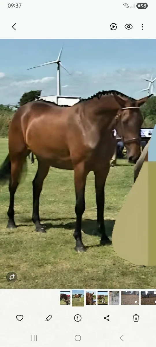 4 year old mare - Image 2