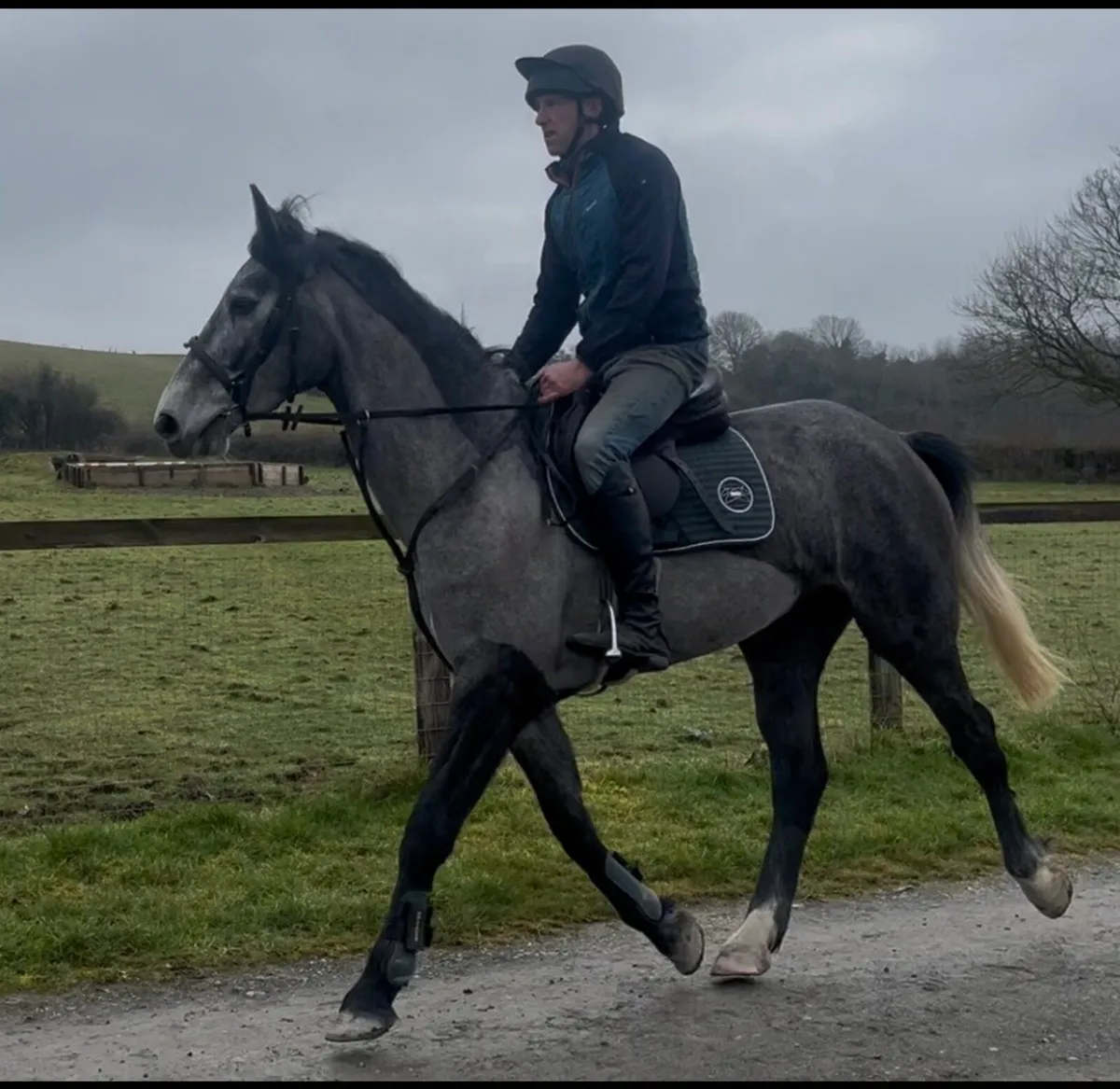 Smart ISH 4yr old mare by IMNOTAFRAID FORTUNA - Image 3