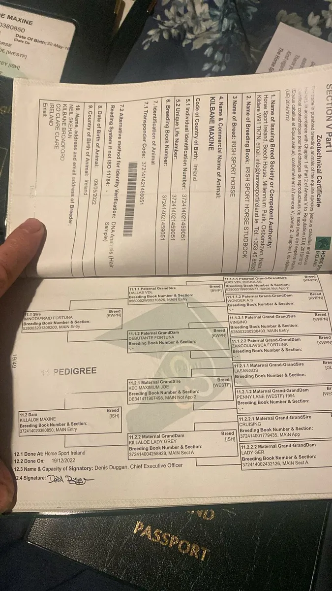 Smart ISH 4yr old mare by IMNOTAFRAID FORTUNA - Image 4