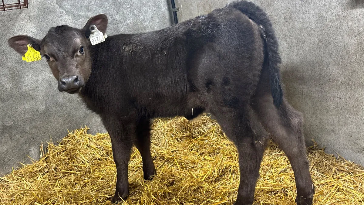 Suckler Bred Angus Heifer Calf - Image 1