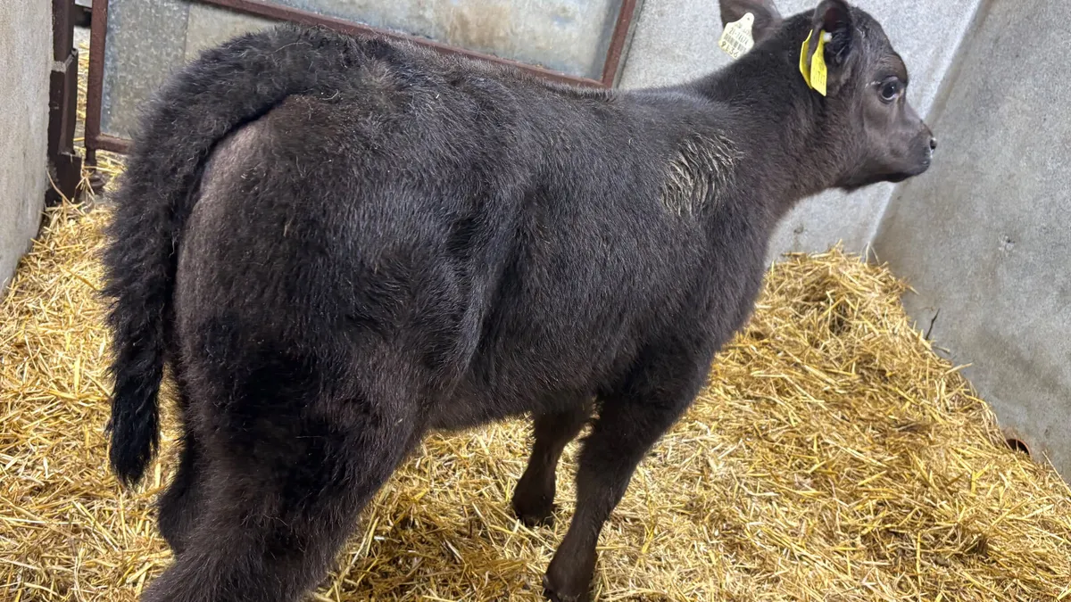 Suckler Bred Angus Heifer Calf - Image 3