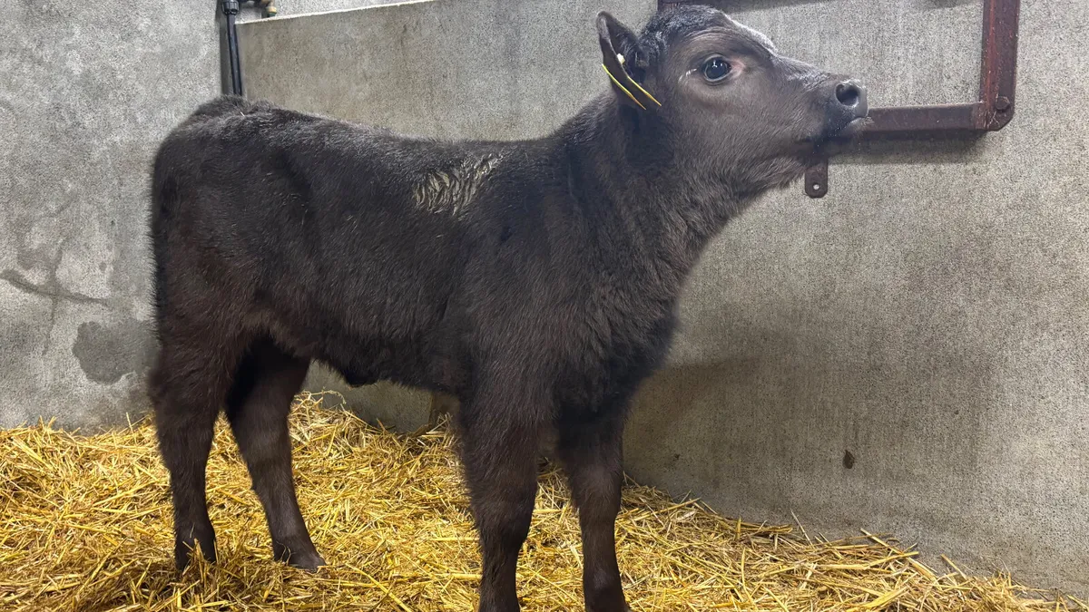 Suckler Bred Angus Heifer Calf - Image 4