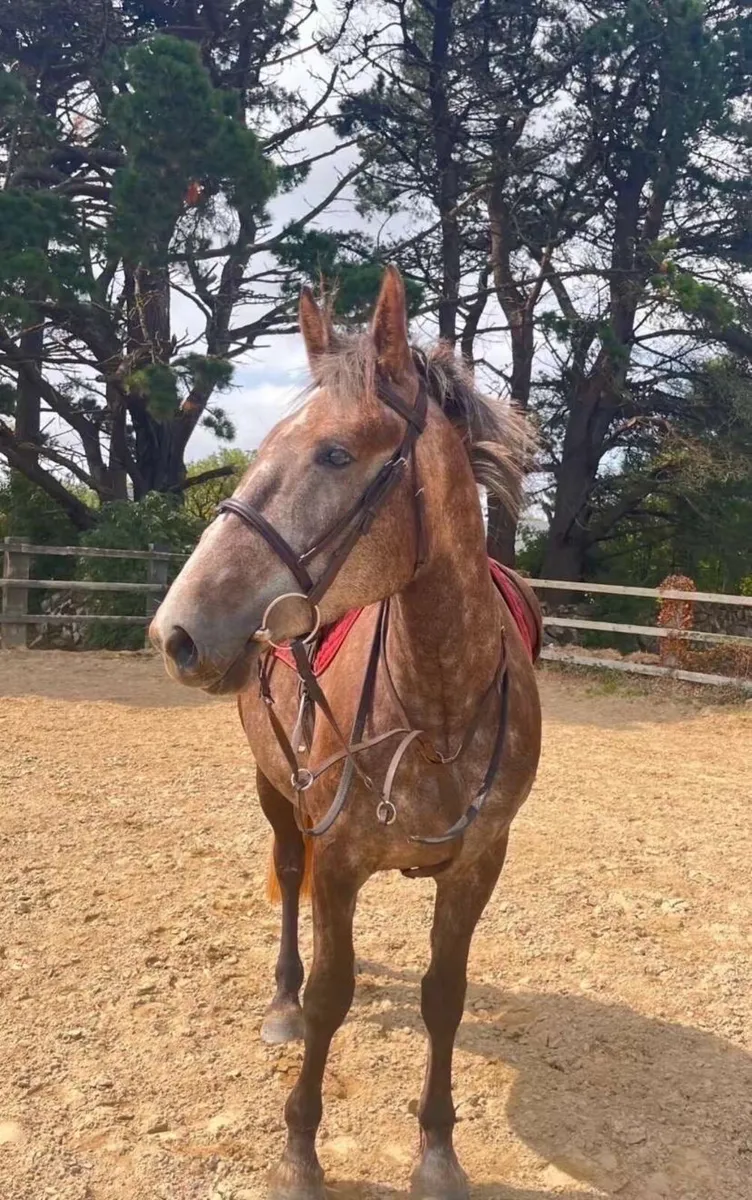 16.2hh full Irish draught - Image 1