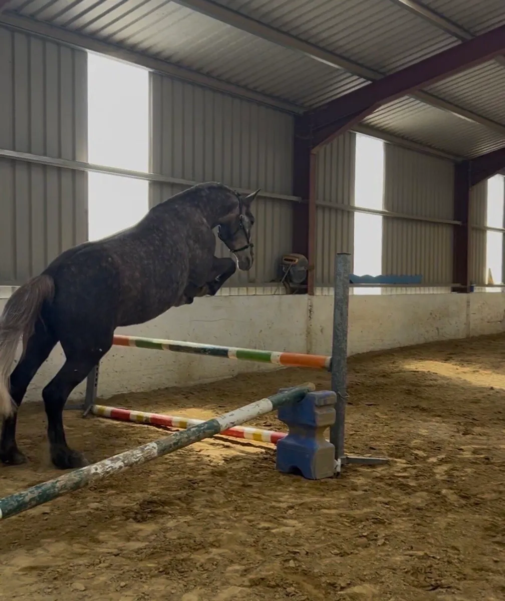 16.2hh full Irish draught - Image 2