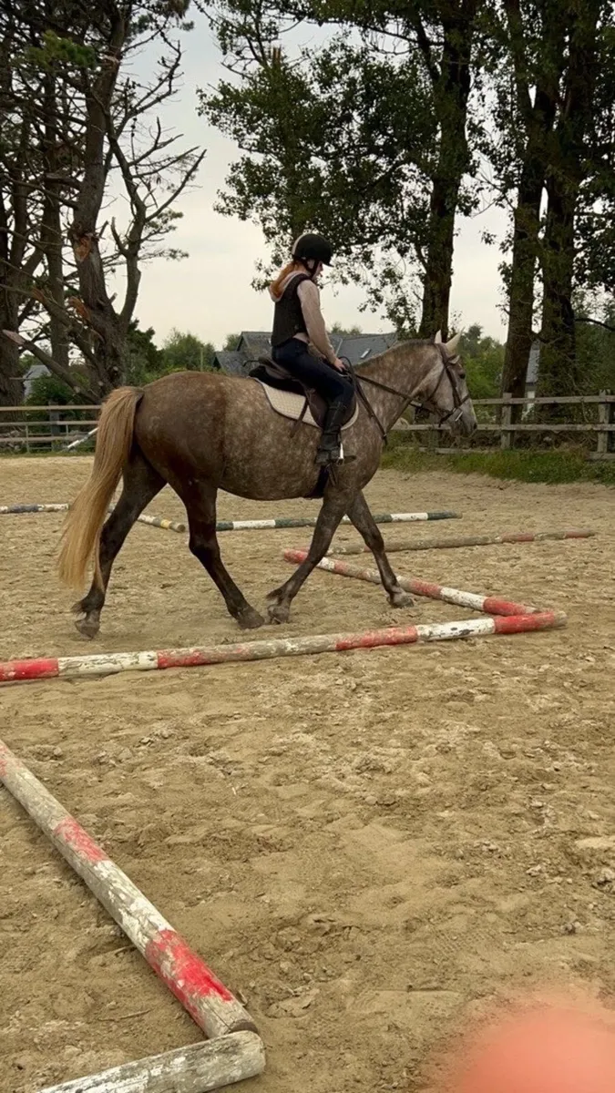 16.2hh full Irish draught - Image 3