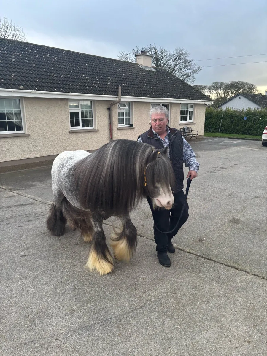 👑Spotted Stallion coming 4 years old👑 - Image 1