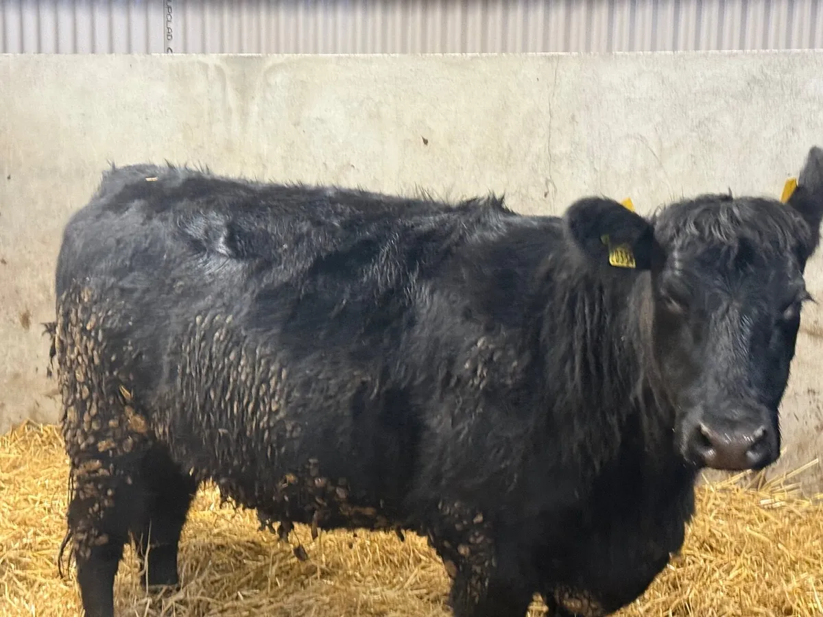 1 PEDIGREE ANGUS INCALF HEIFER ( 5 ⭐️) - Image 1