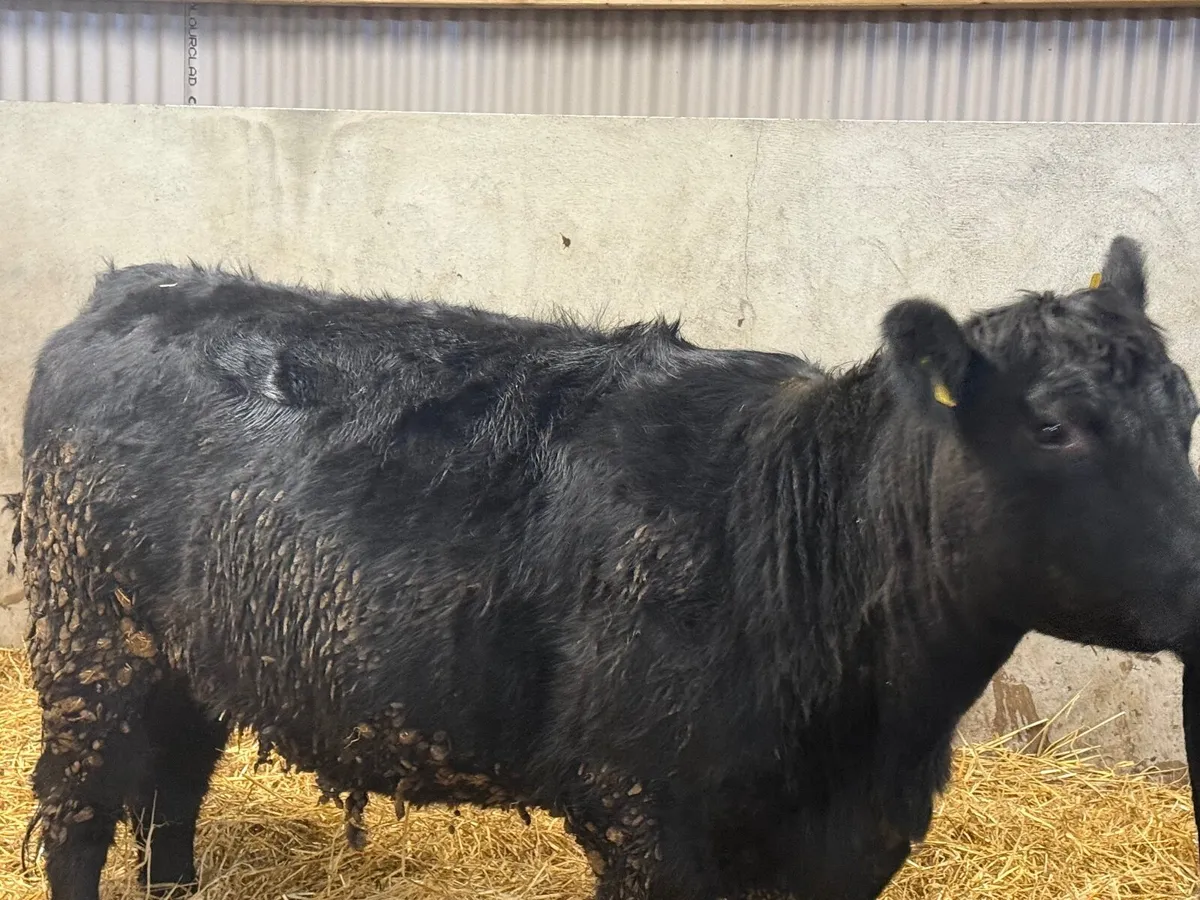 1 PEDIGREE ANGUS INCALF HEIFER ( 5 ⭐️) - Image 2