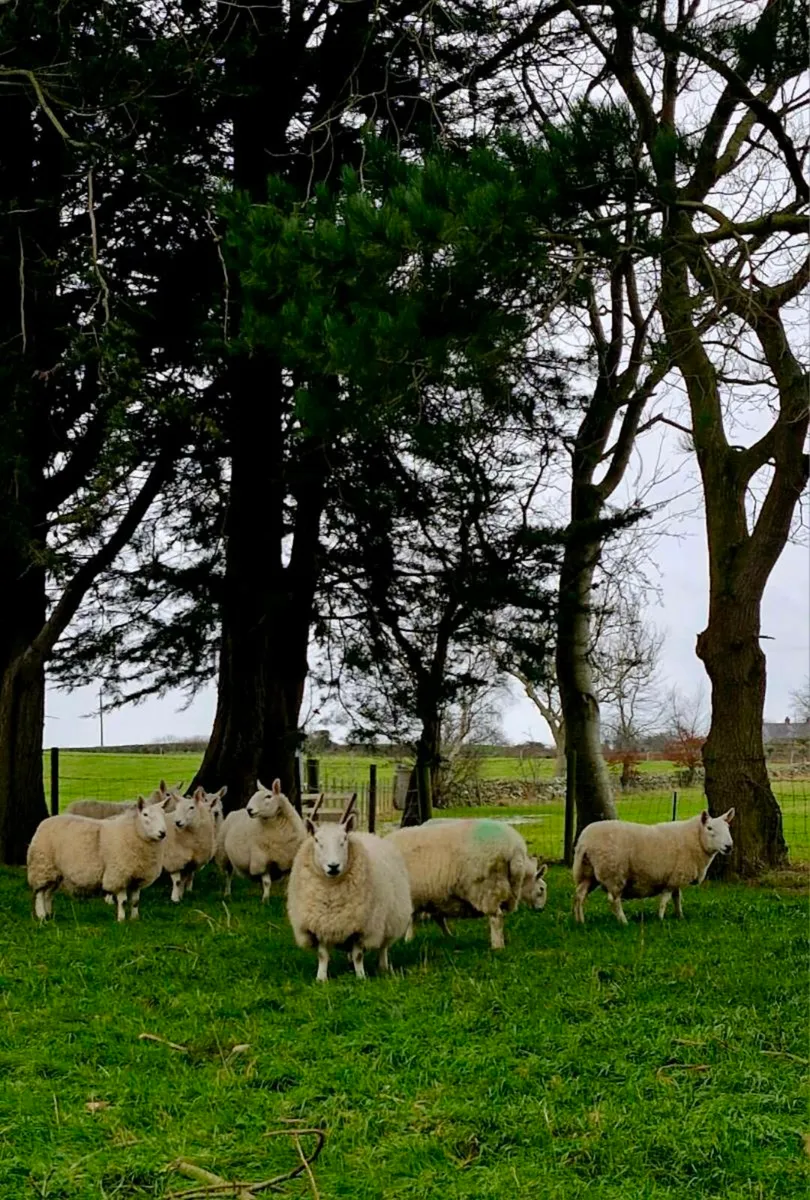 Sheep - Image 2