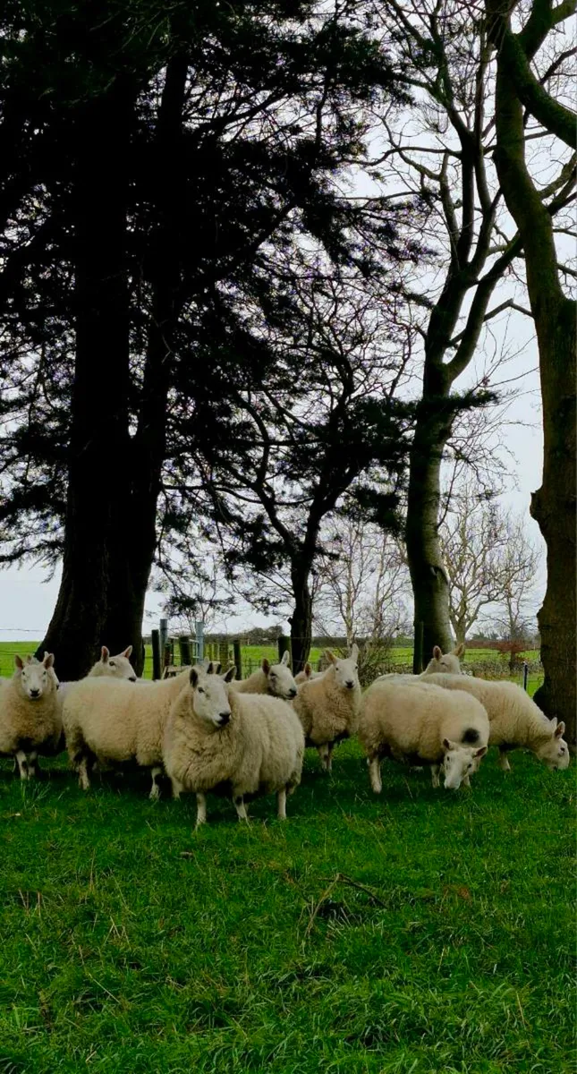 Sheep - Image 1