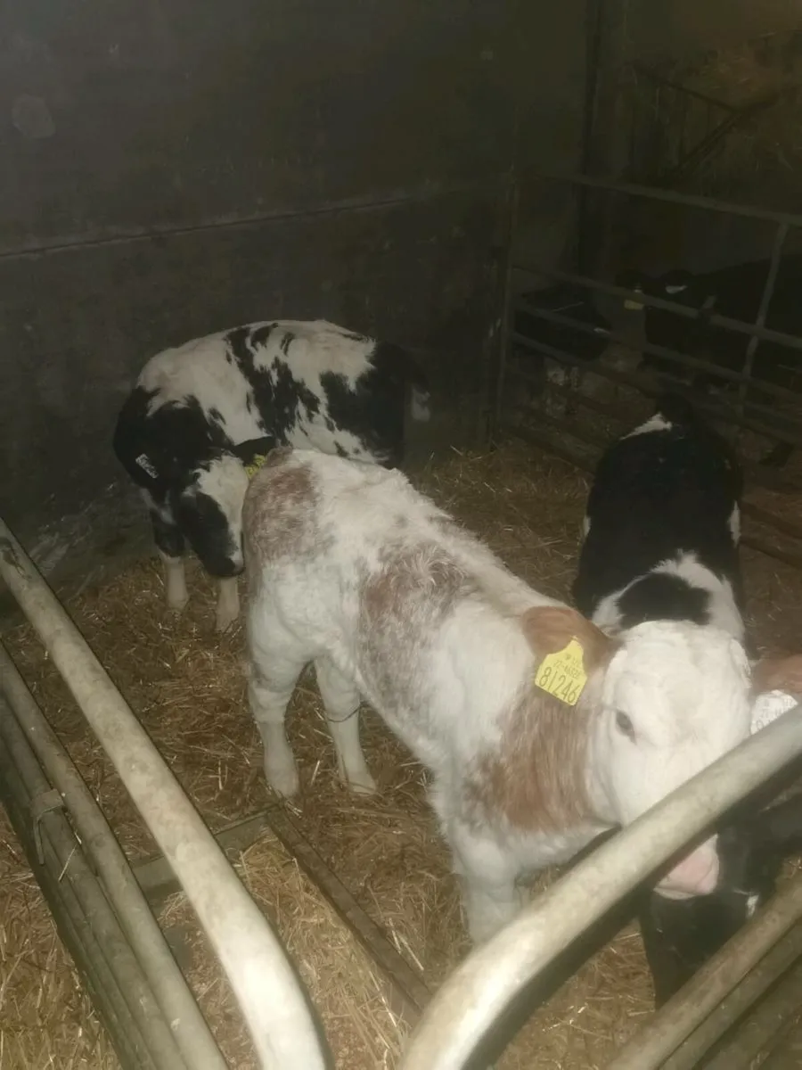 Bbx drop calves - Image 2