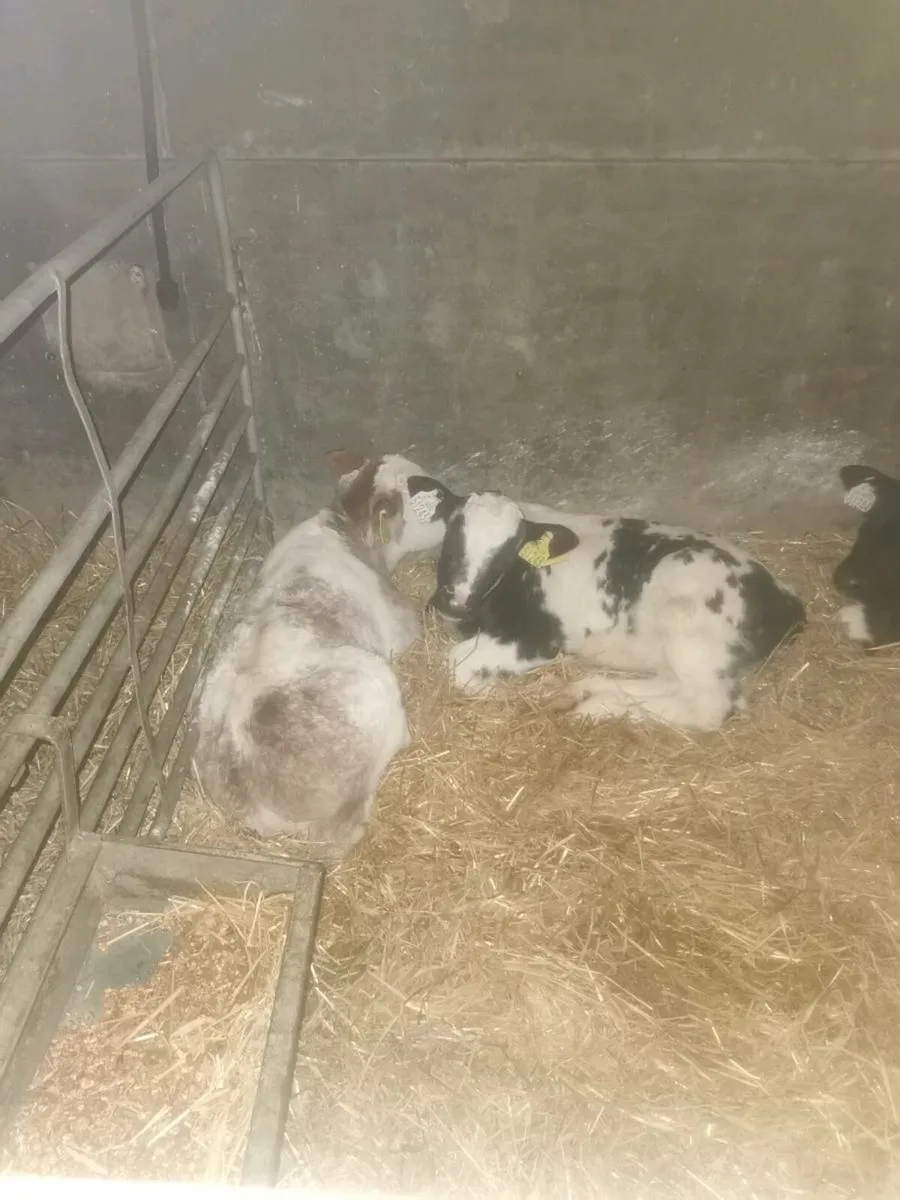 Bbx drop calves - Image 3