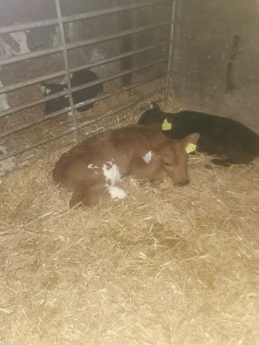 Bbx drop calves - Image 4