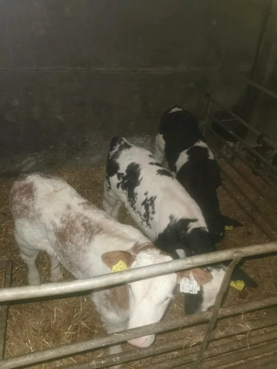 Bbx drop calves - Image 1