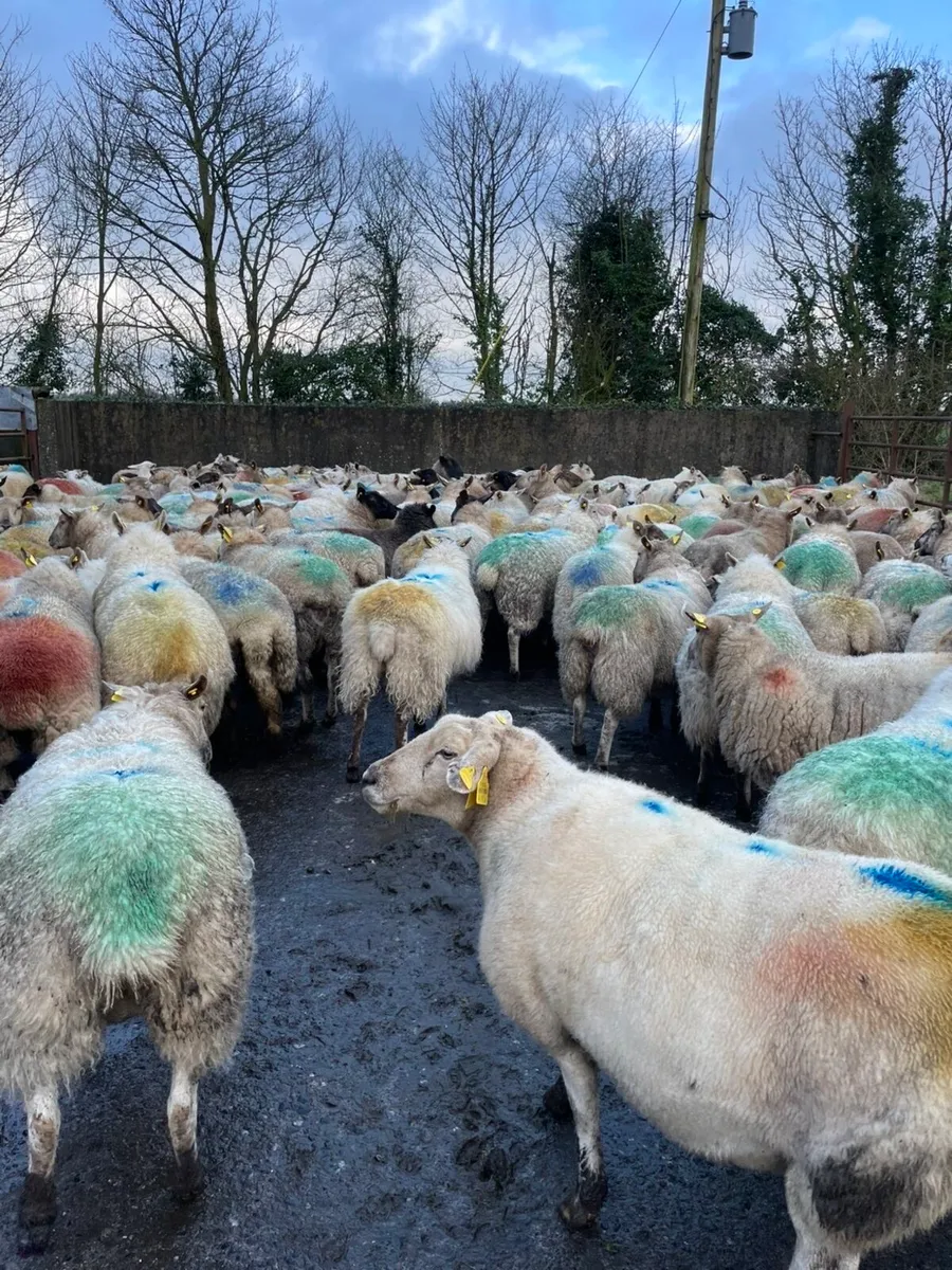 125 in lamb ewes - Image 1