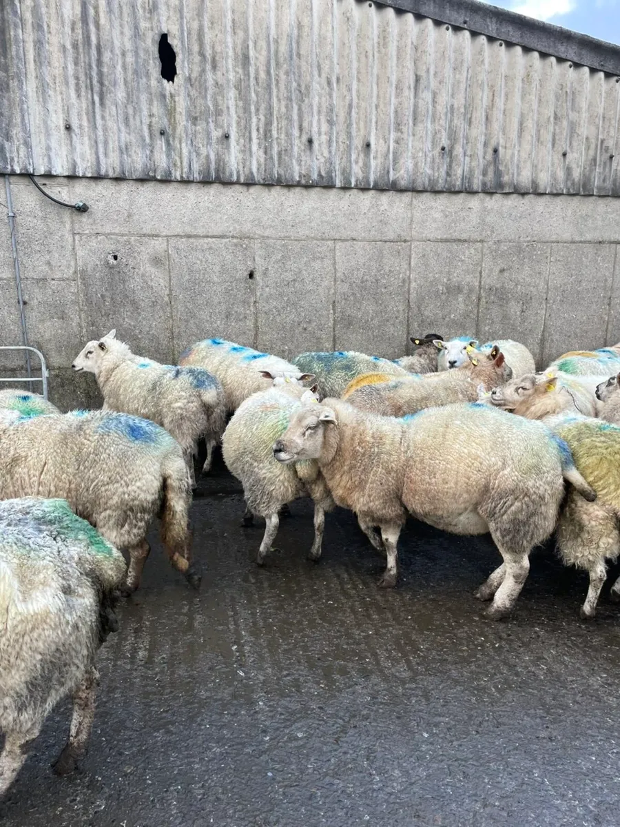 125 in lamb ewes - Image 3
