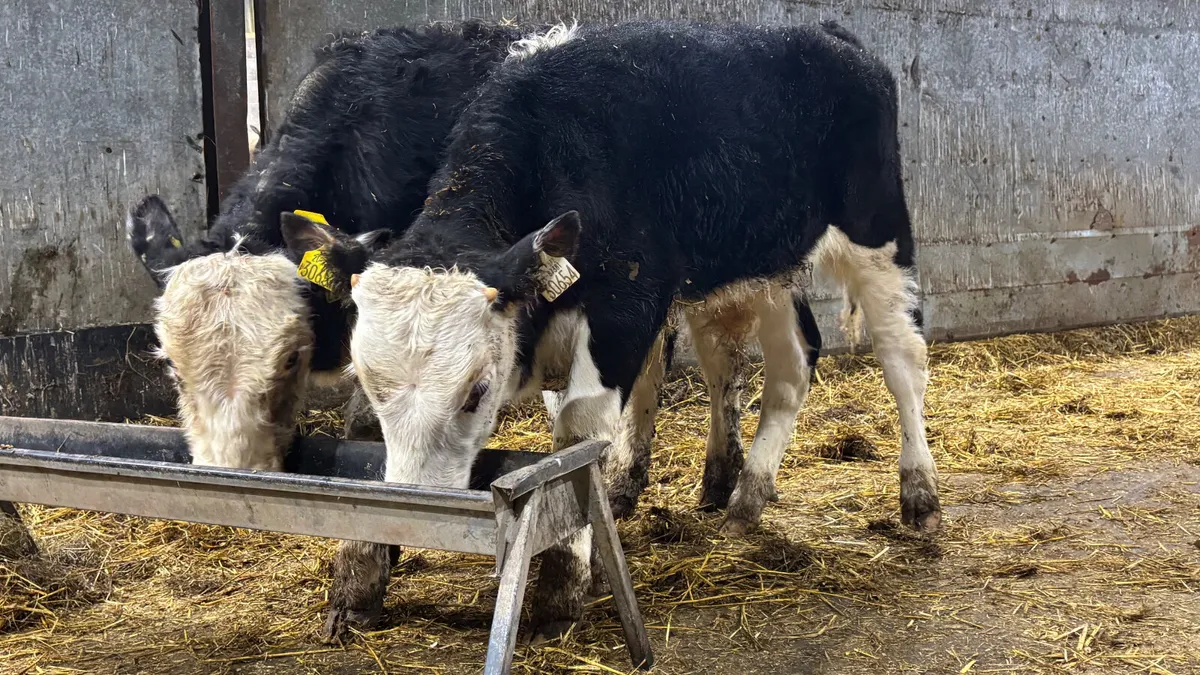2 Hereford Bull Runners - Image 4