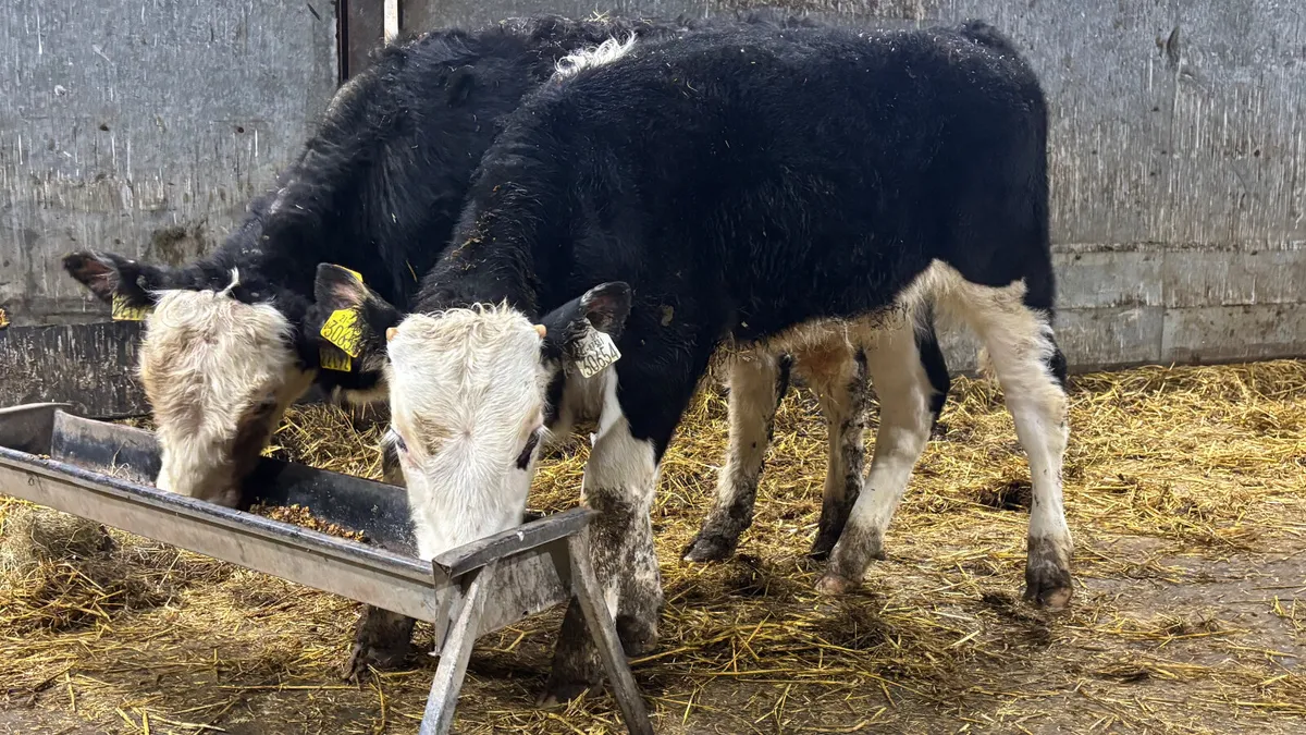 2 Hereford Bull Runners - Image 1