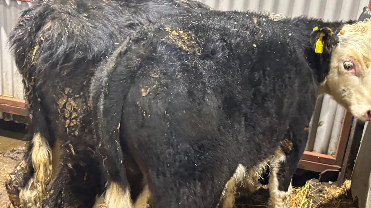 2 Hereford Bull Runners - Image 2