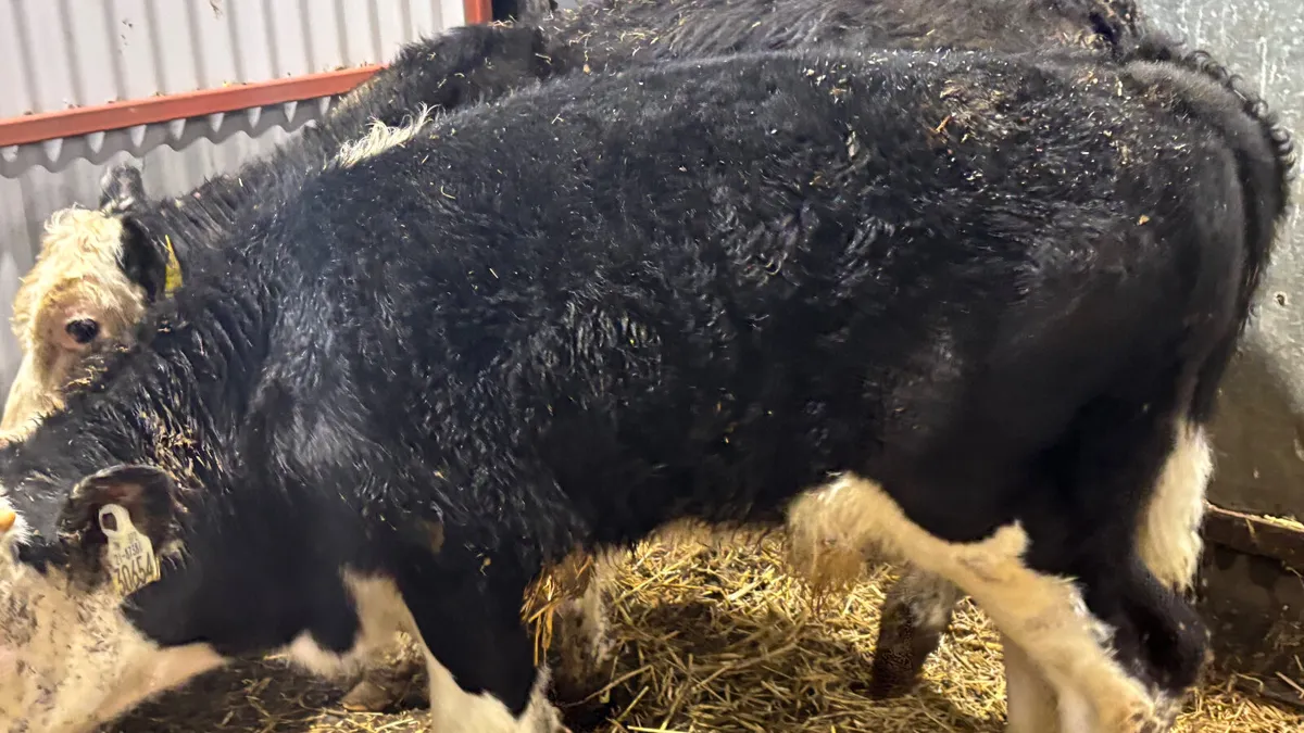 2 Hereford Bull Runners - Image 3