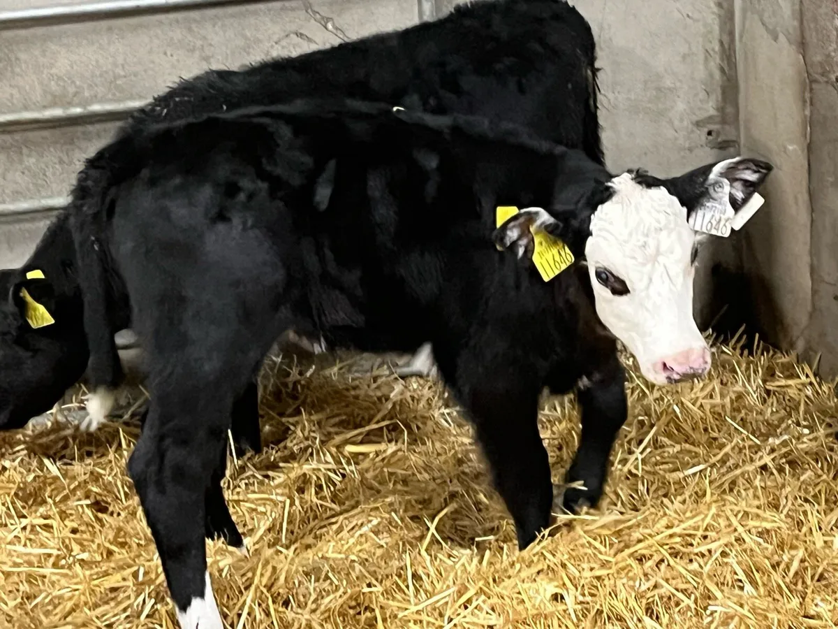 Super Angus & Hereford Heifer Calves - Image 2