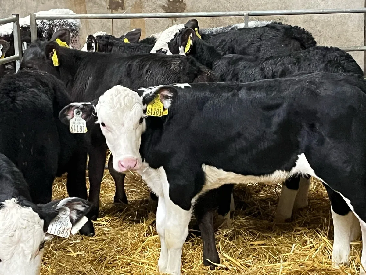 Super Angus & Hereford Heifer Calves - Image 3