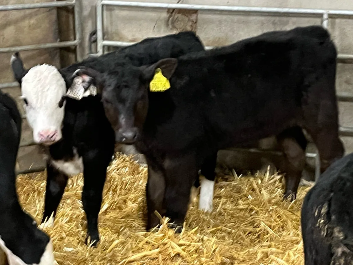 Super Angus & Hereford Heifer Calves - Image 4
