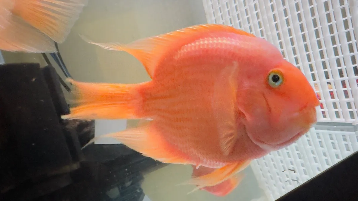 Parrot fish - Image 1