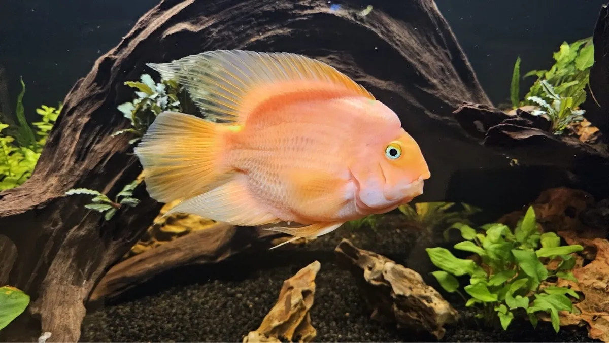 Parrot fish - Image 2