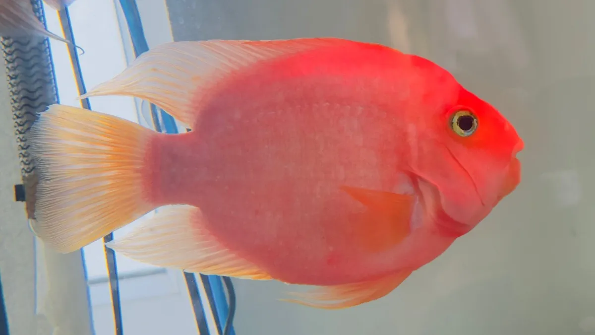 Parrot fish - Image 3
