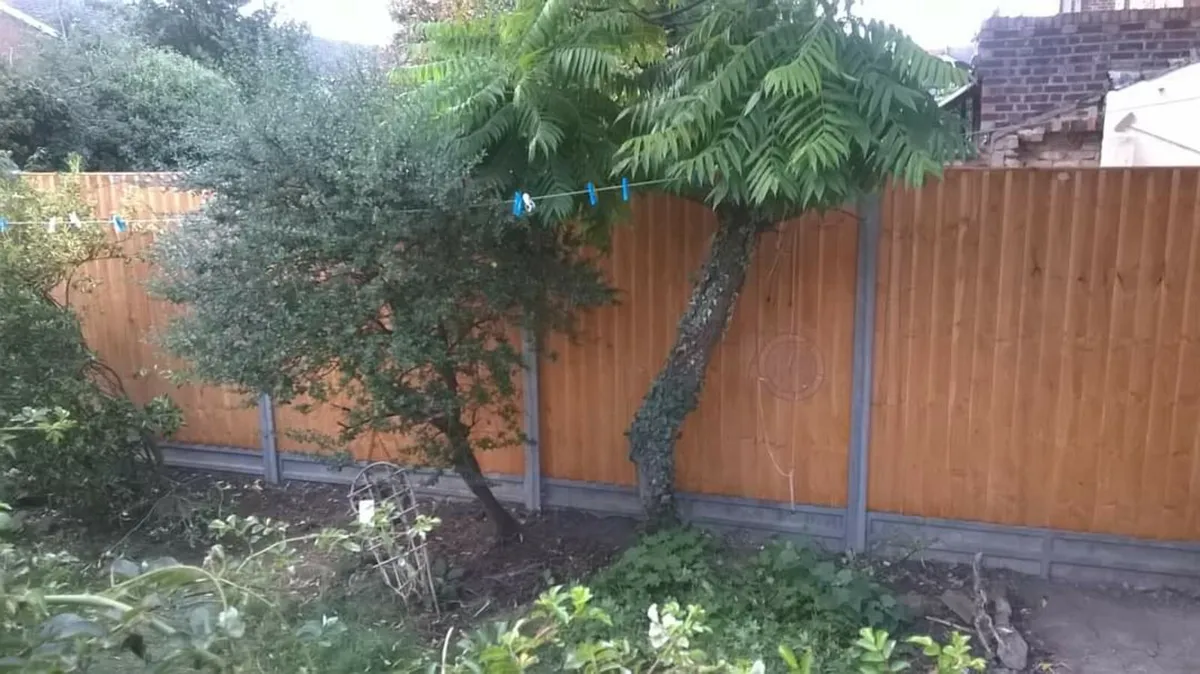 I WILL CLEAN UP YOUR FRONT & BACK GARDEN - Image 1