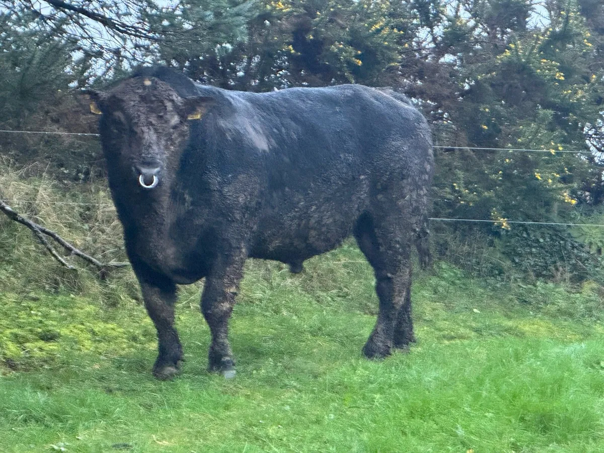 Angus Pedigree bulls out wintered - Image 4