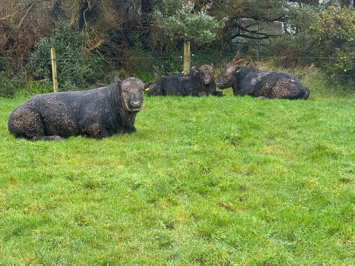Angus Pedigree bulls out wintered - Image 1