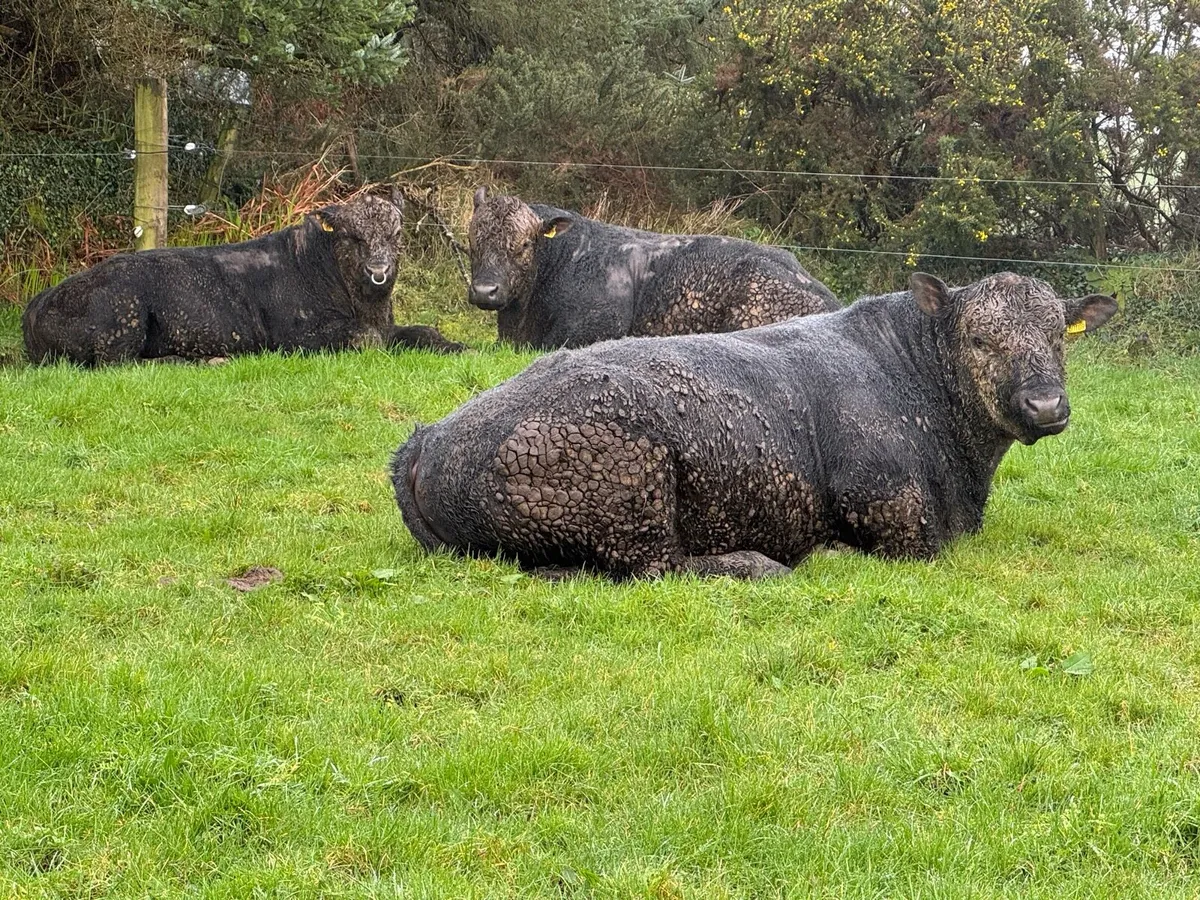 Angus Pedigree bulls out wintered - Image 2