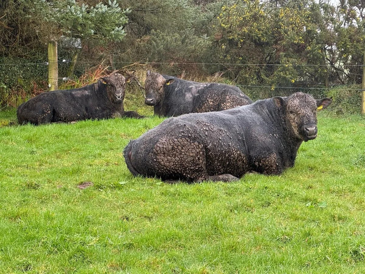 Angus Pedigree bulls out wintered - Image 3