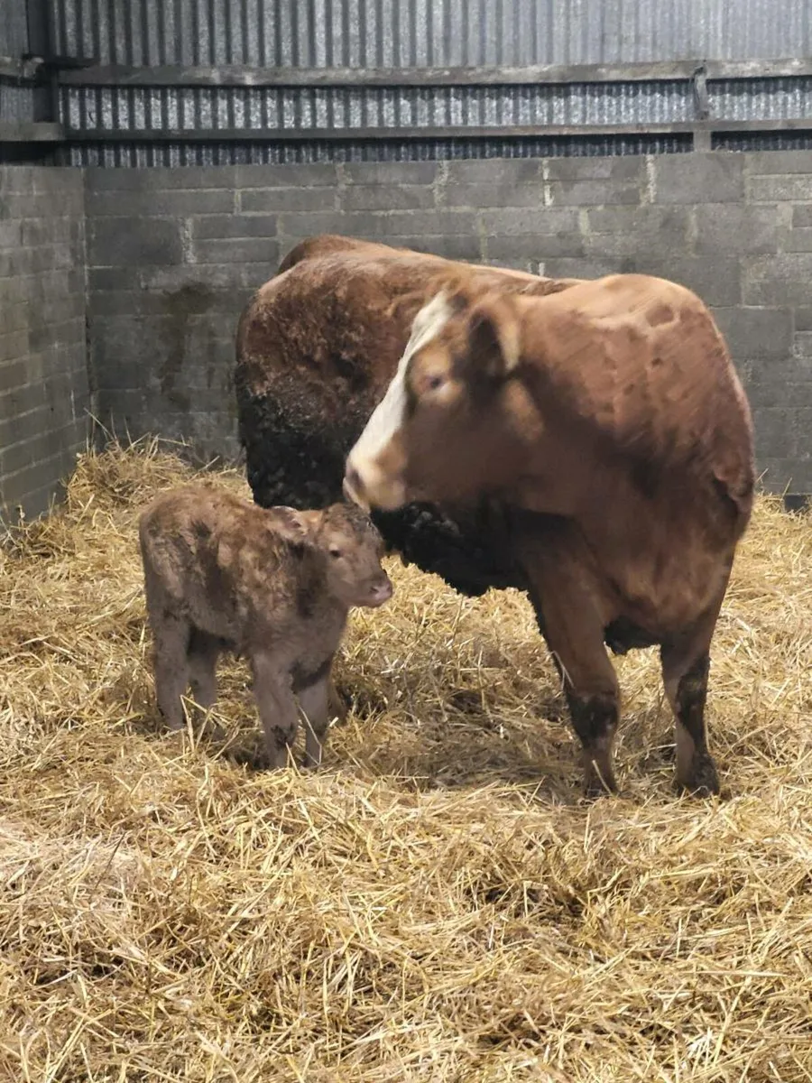 Super first calved limousine heifer - Image 2