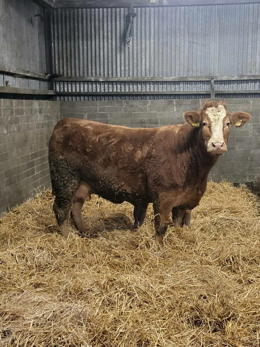 Super first calved limousine heifer - Image 3