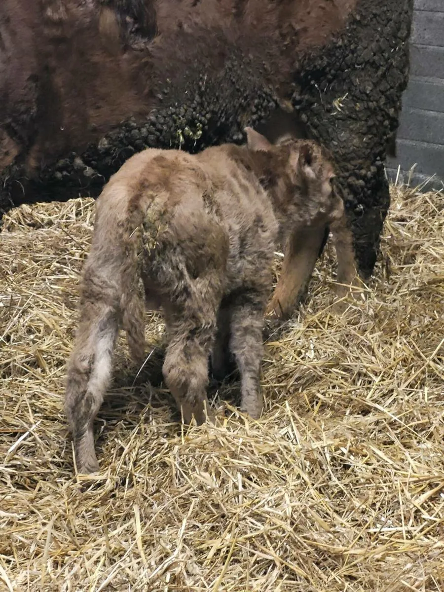 Super first calved limousine heifer - Image 4